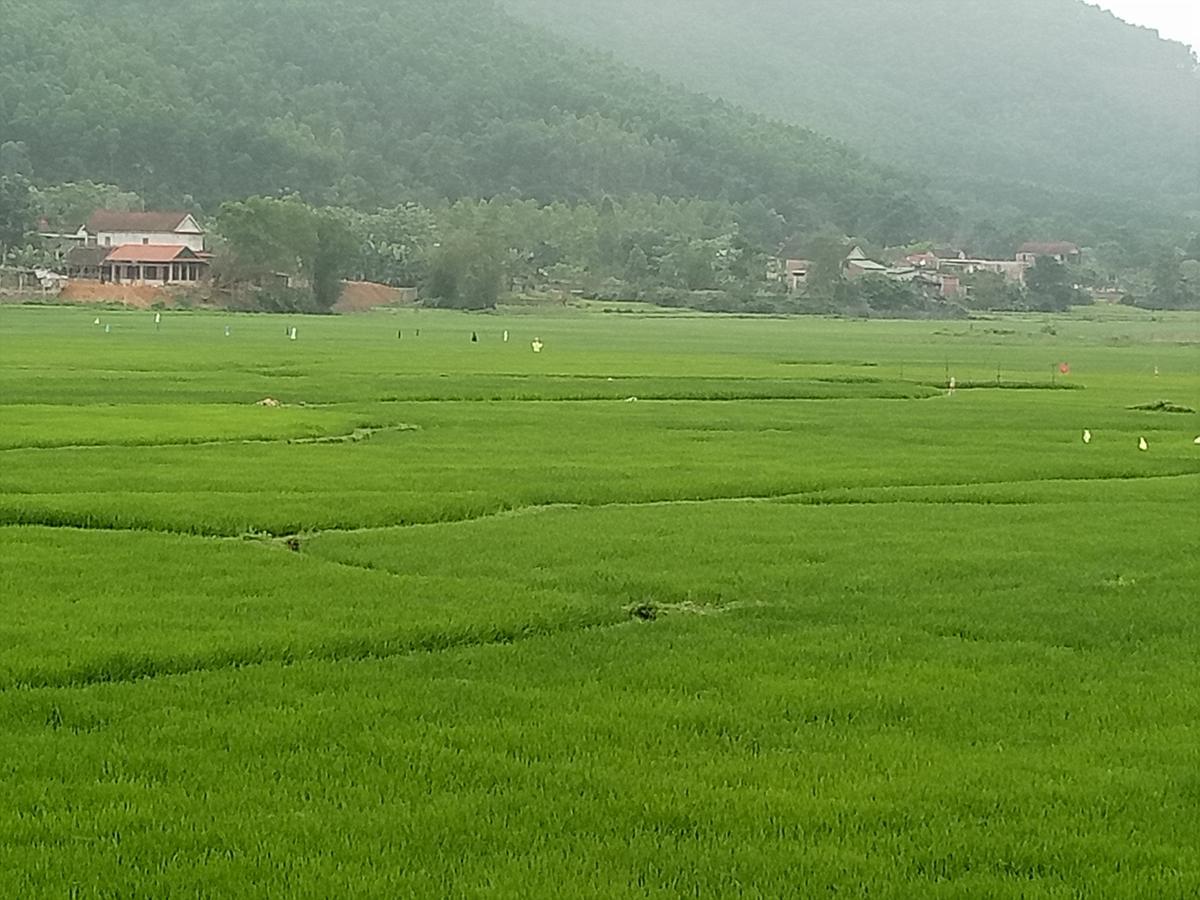 Phong Nha Rice Field Homestay 外观 照片