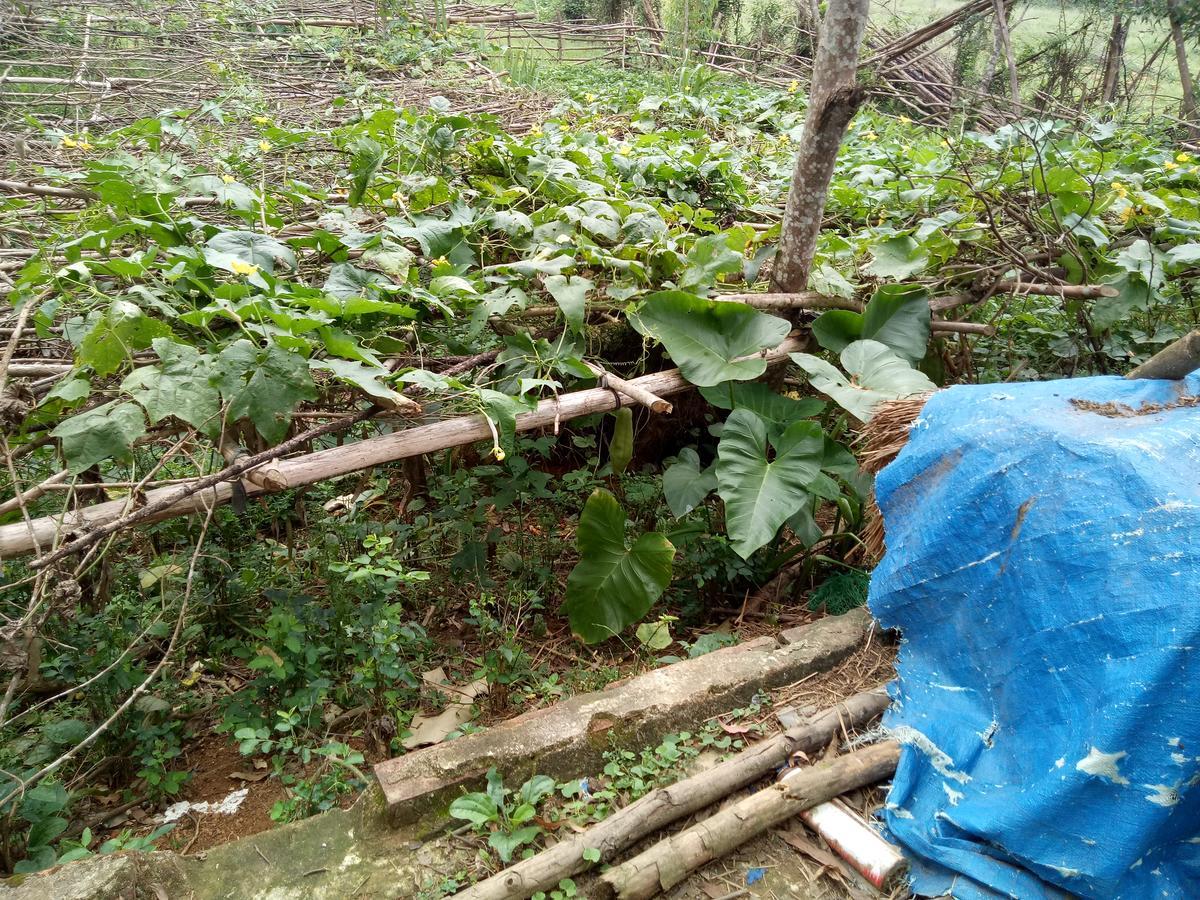 Phong Nha Rice Field Homestay 外观 照片
