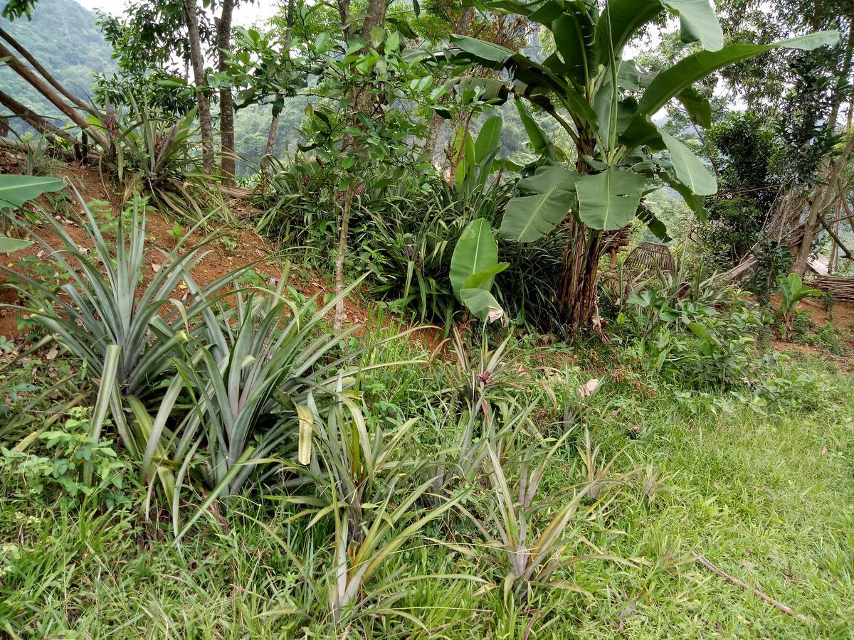 Phong Nha Rice Field Homestay 外观 照片