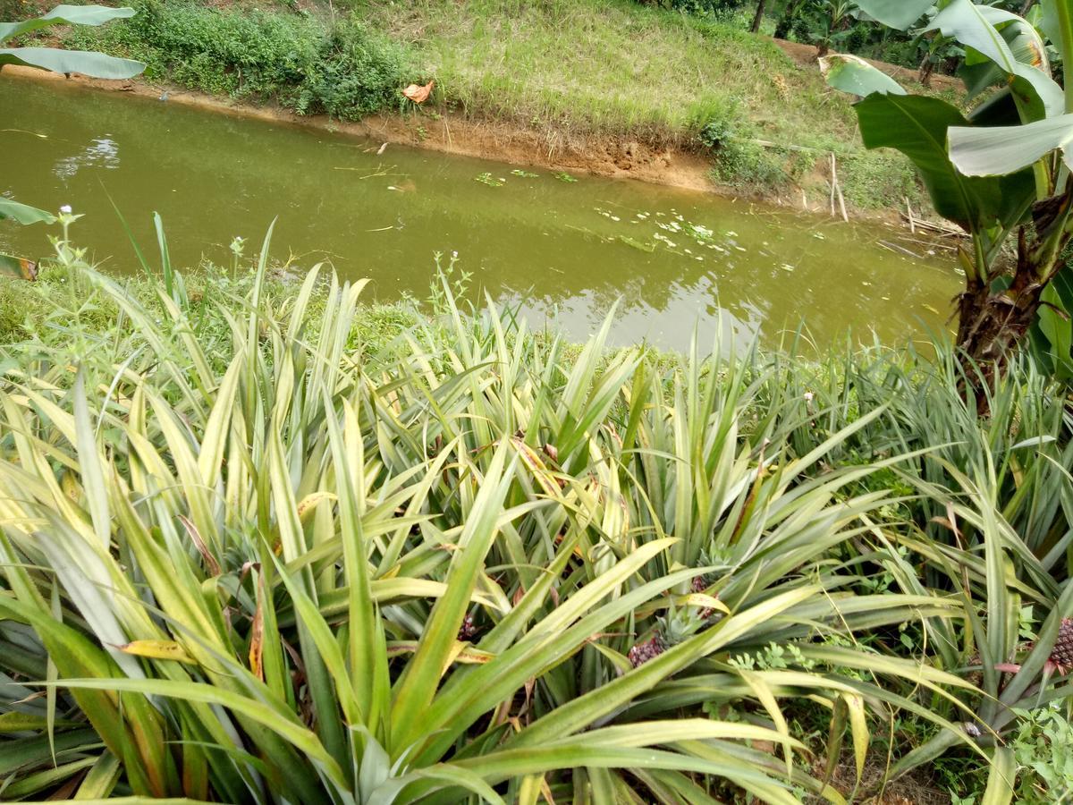 Phong Nha Rice Field Homestay 外观 照片