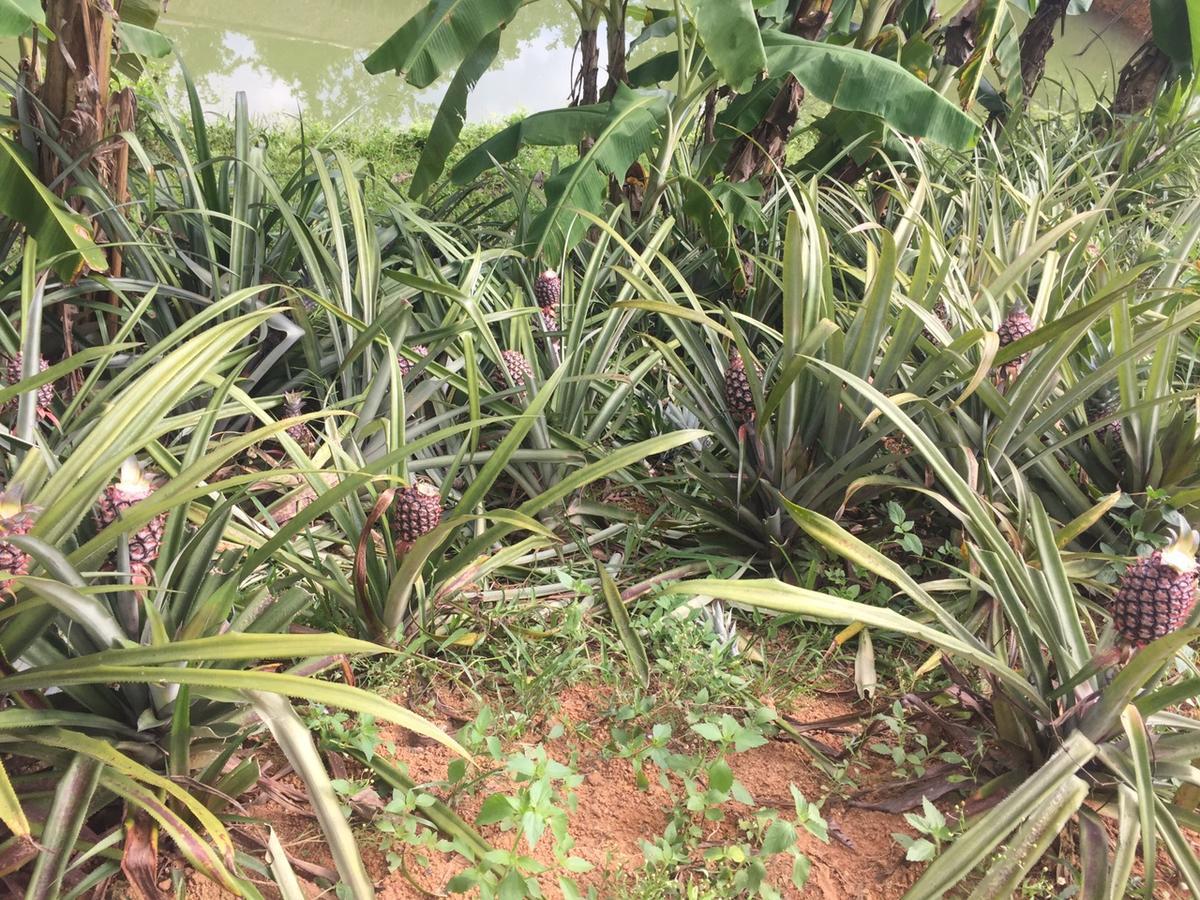 Phong Nha Rice Field Homestay 外观 照片
